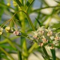 Gomphocarpus physocarpus